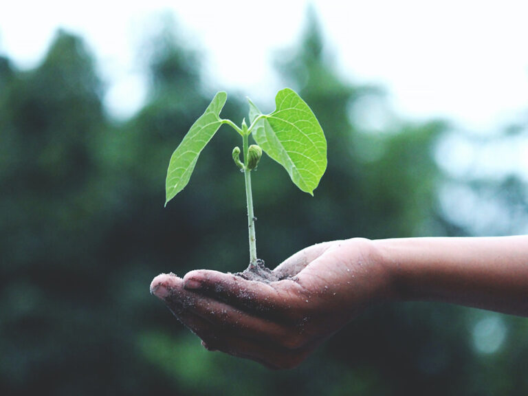 Eine Hand hält eine kleine grüne Pflanze mit Erde, Symbol für Wachstum, Nachhaltigkeit und Verantwortung gegenüber der Umwelt. Im Hintergrund sind unscharf Bäume zu sehen.